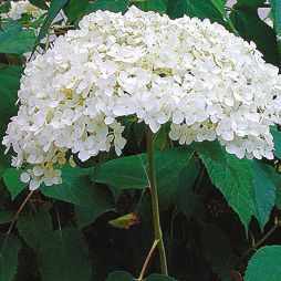 Татьяна Дорошенко - Целебные растения