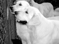 Марина Куропаткина - Ретриверы