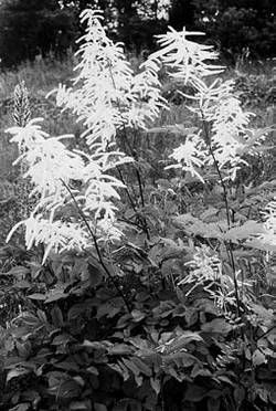 Александр Хаиль - Райский сад на дачном участке. Самые красивые растения,...