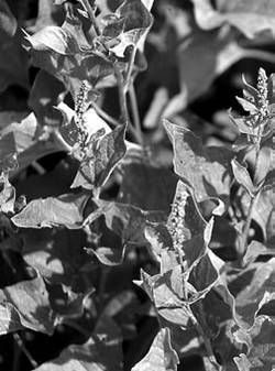 Александр Хаиль - Райский сад на дачном участке. Самые красивые растения,...