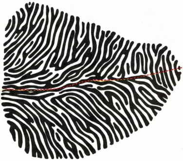 Флойд Блум, Арлайн Лейзерсон и др. - Мозг, разум и поведение