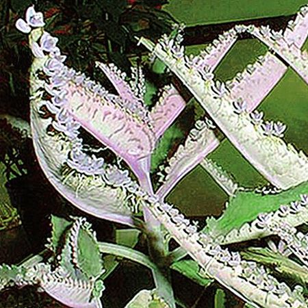 Татьяна Дорошенко - Целебные растения