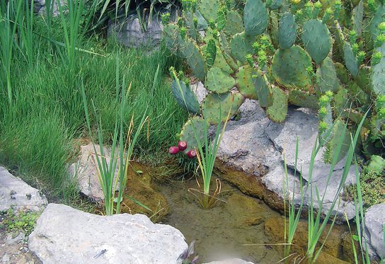 Татьяна Дорошенко - Целебные растения