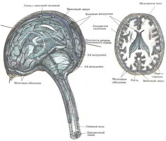 Флойд Блум, Арлайн Лейзерсон и др. - Мозг, разум и поведение