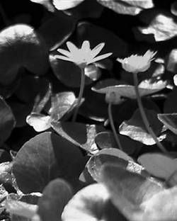 Александр Хаиль - Райский сад на дачном участке. Самые красивые растения,...