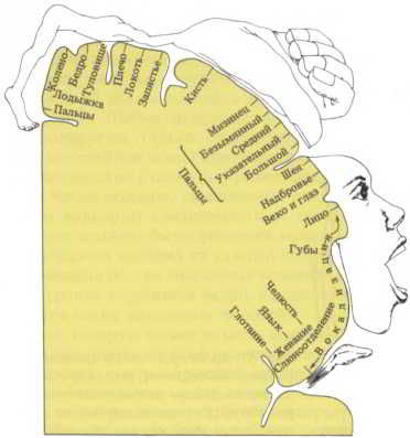 Флойд Блум, Арлайн Лейзерсон и др. - Мозг, разум и поведение