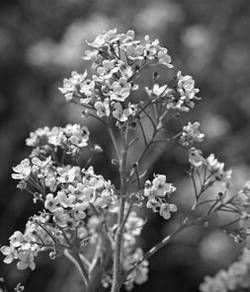 Александр Хаиль - Райский сад на дачном участке. Самые красивые растения,...