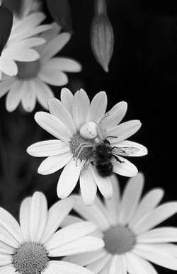 Александр Хаиль - Райский сад на дачном участке. Самые красивые растения,...