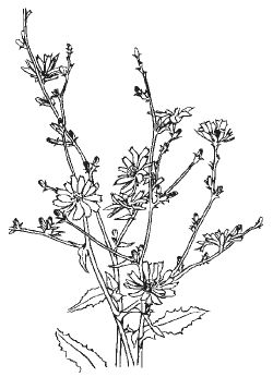 Александр Хаиль - Райский сад на дачном участке. Самые красивые растения,...