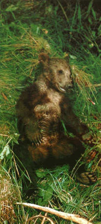 Жак-Ив Кусто, И. Паккале - Лососи, бобры, каланы