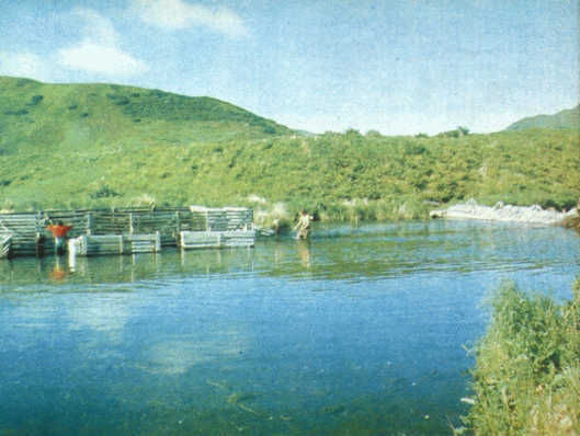 Жак-Ив Кусто, И. Паккале - Лососи, бобры, каланы