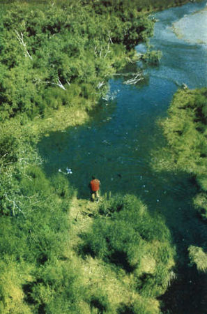 Жак-Ив Кусто, И. Паккале - Лососи, бобры, каланы