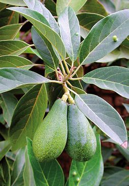 Татьяна Дорошенко - Целебные растения