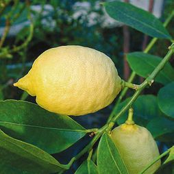 Татьяна Дорошенко - Целебные растения