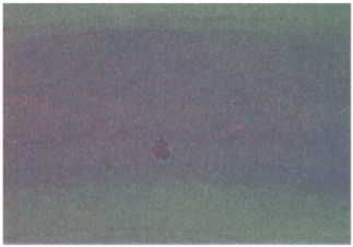 Флойд Блум, Арлайн Лейзерсон и др. - Мозг, разум и поведение