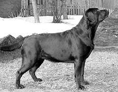 Марина Куропаткина - Ретриверы