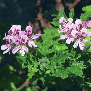 Татьяна Дорошенко - Целебные растения