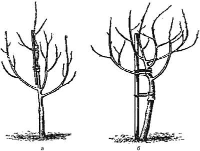 Алексей Кушлак - Формирование и обрезка плодового сада