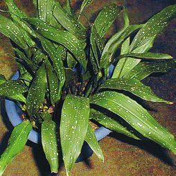 Татьяна Дорошенко - Целебные растения