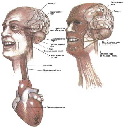 Флойд Блум, Арлайн Лейзерсон и др. - Мозг, разум и поведение