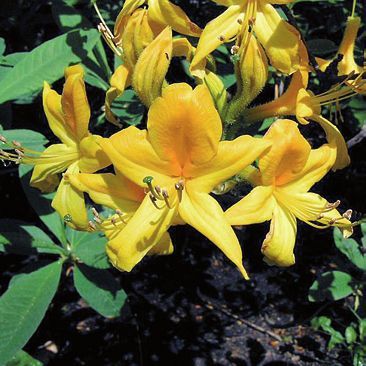 Татьяна Дорошенко - Целебные растения