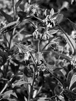 Александр Хаиль - Райский сад на дачном участке. Самые красивые растения,...