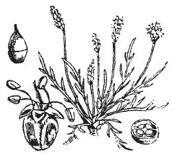 Александр Хаиль - Райский сад на дачном участке. Самые красивые растения,...