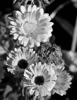 Александр Хаиль - Райский сад на дачном участке. Самые красивые растения,...