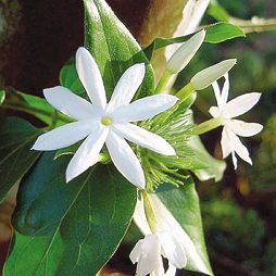 Татьяна Дорошенко - Целебные растения