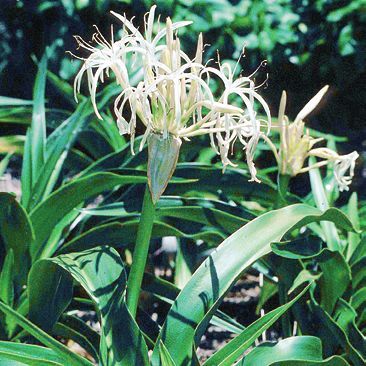 Татьяна Дорошенко - Целебные растения