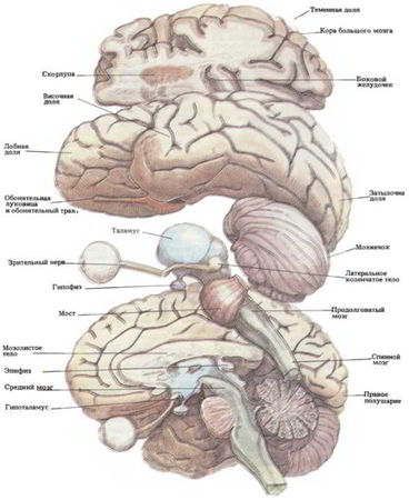Флойд Блум, Арлайн Лейзерсон и др. - Мозг, разум и поведение