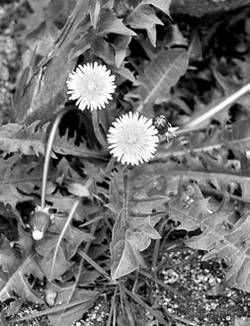 Александр Хаиль - Райский сад на дачном участке. Самые красивые растения,...