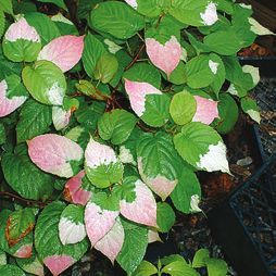 Татьяна Дорошенко - Целебные растения