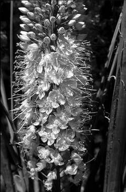 Александр Хаиль - Райский сад на дачном участке. Самые красивые растения,...