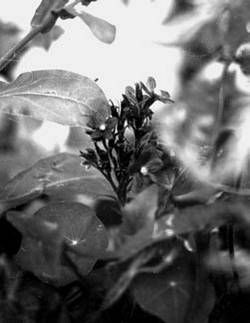 Александр Хаиль - Райский сад на дачном участке. Самые красивые растения,...