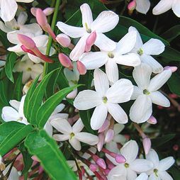 Татьяна Дорошенко - Целебные растения