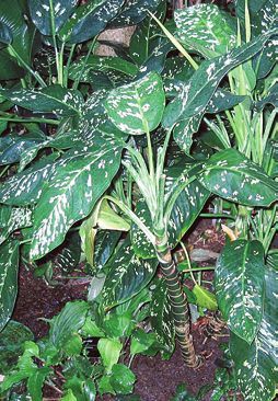 Татьяна Дорошенко - Целебные растения