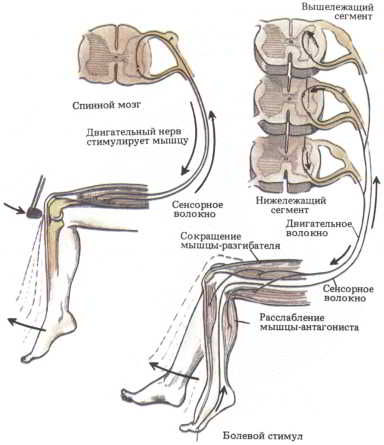 Флойд Блум, Арлайн Лейзерсон и др. - Мозг, разум и поведение
