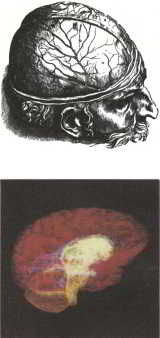 Флойд Блум, Арлайн Лейзерсон и др. - Мозг, разум и поведение