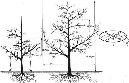 Алексей Кушлак - Формирование и обрезка плодового сада