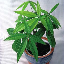 Татьяна Дорошенко - Целебные растения