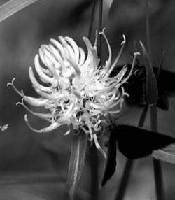 Александр Хаиль - Райский сад на дачном участке. Самые красивые растения,...