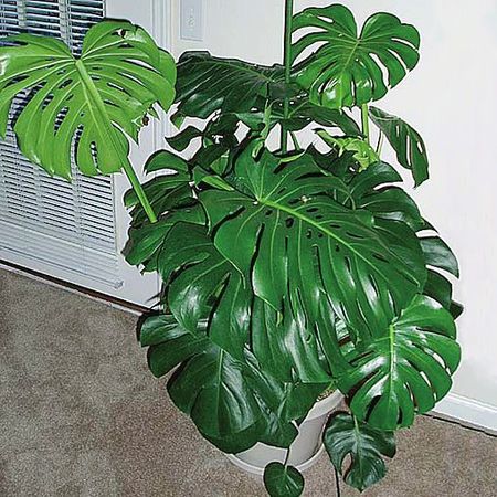 Татьяна Дорошенко - Целебные растения