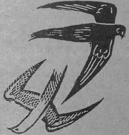 Жаклин Монсиньи - Флорис. Петербургский рыцарь