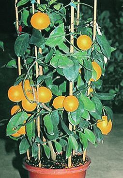 Татьяна Дорошенко - Целебные растения