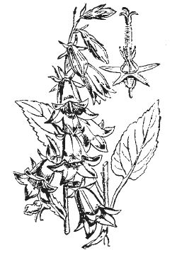 Александр Хаиль - Райский сад на дачном участке. Самые красивые растения,...