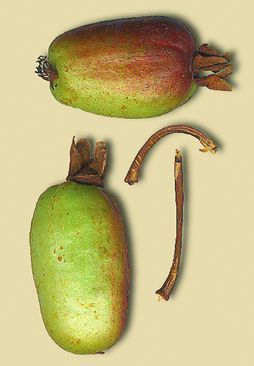 Татьяна Дорошенко - Целебные растения