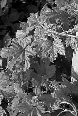 Александр Хаиль - Райский сад на дачном участке. Самые красивые растения,...