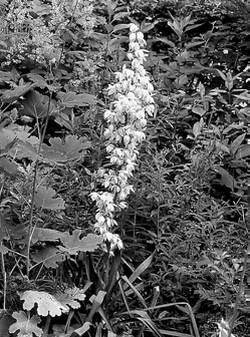 Александр Хаиль - Райский сад на дачном участке. Самые красивые растения,...