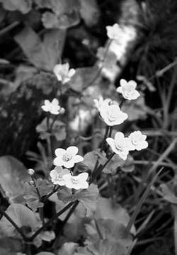 Александр Хаиль - Райский сад на дачном участке. Самые красивые растения,...